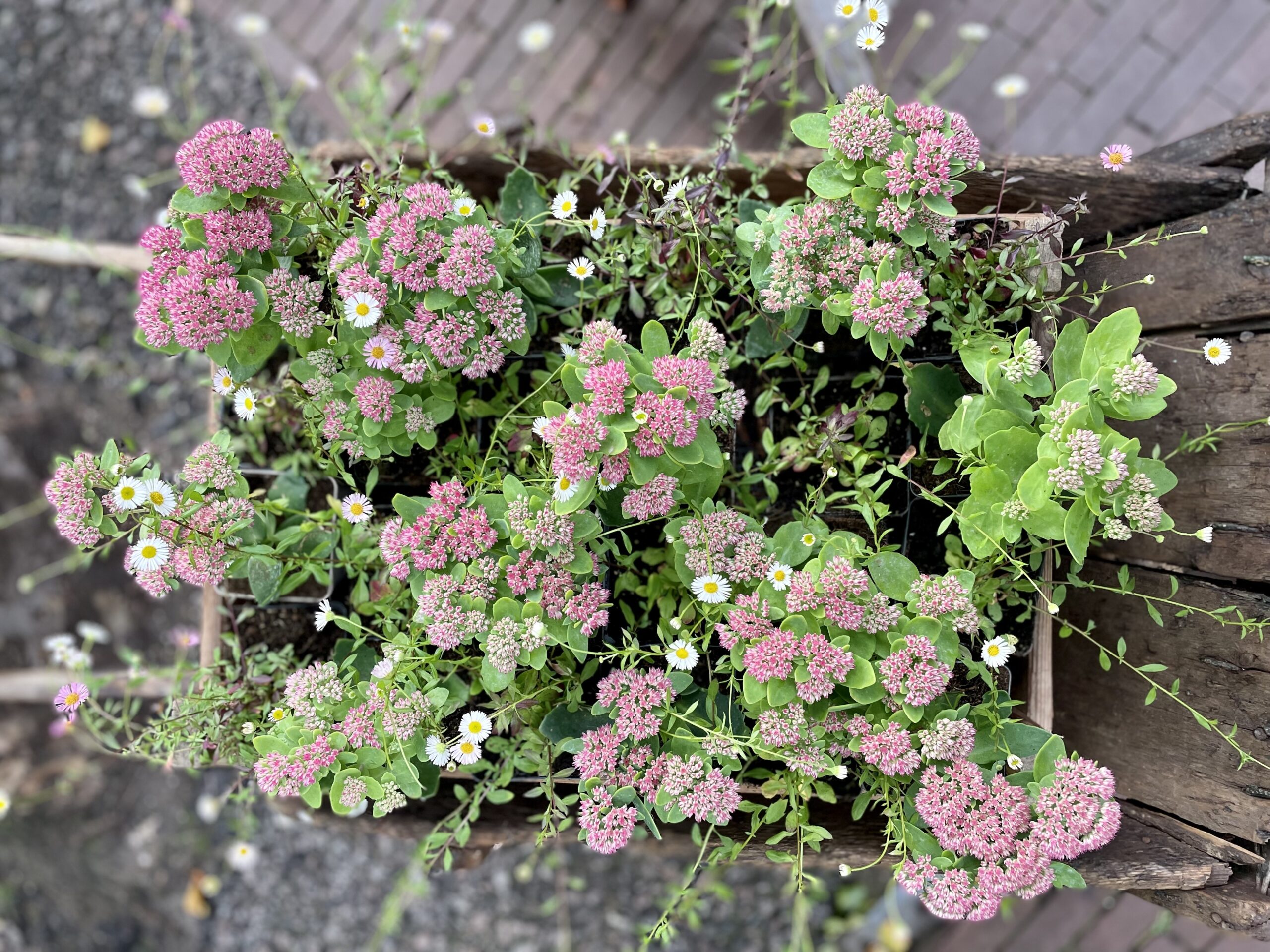 Tuintips voor september: bereid je tuin voor op de herfst!