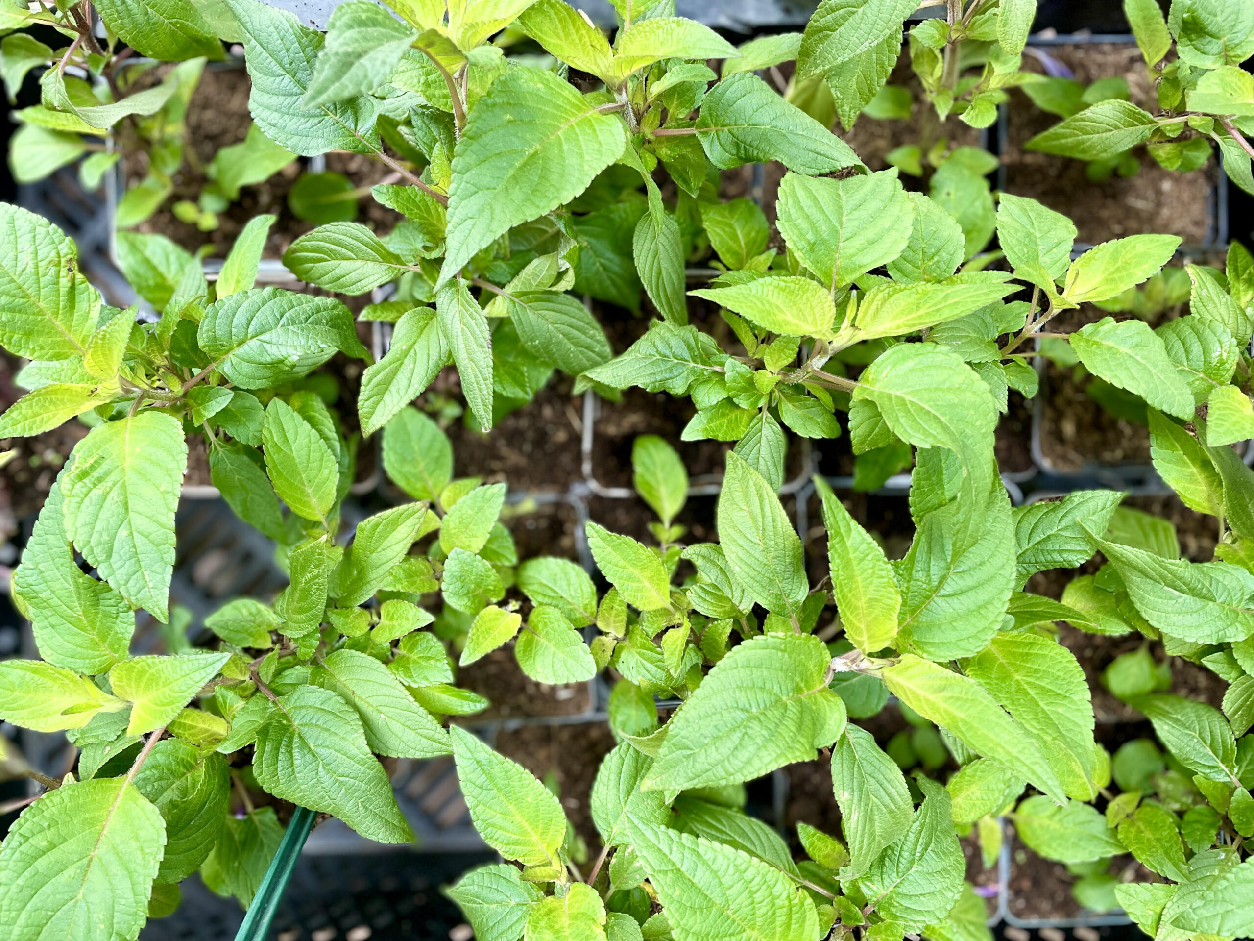 Ananassalie: de koningin van de kruidentuin